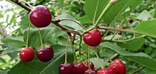 Description of the variety of cherry Dessertnaya Morozovoy, characteristics of yield and pollinators