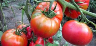 Značajke i opis sorte rajčice Šećer Nastasya, njen prinos