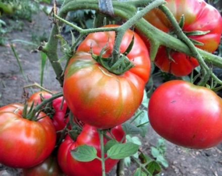 Tomaattilajikkeen Sugar Nastasya ominaisuudet ja kuvaus, sen sato