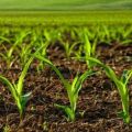 Aké sú herbicídy na spracovanie kukurice, ich druhy a aplikácie