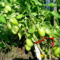 Svojstva i opis sorte rajčice Unutarnje iznenađenje, prinos i uzgoj