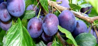 Description of the Candy Plum variety, cultivation and care, pollinators and reproduction