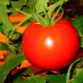 Descripción de la variedad de tomate Elena, características de cultivo y rendimiento.