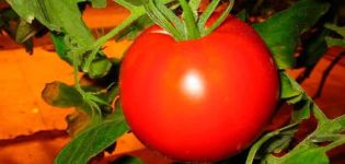 Description of the Elena tomato variety, cultivation features and yield