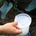 How to process and feed cucumbers with whey and iodine