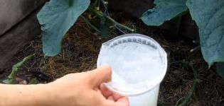 Comment transformer et nourrir les concombres avec du lactosérum et de l'iode