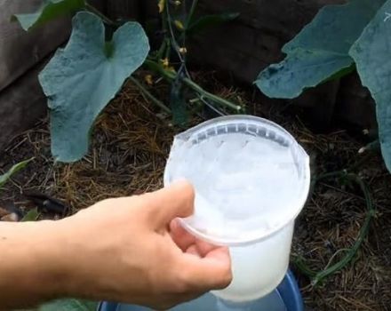 Com processar i alimentar els cogombres amb sèrum i iode
