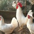 Beschreibung und Merkmale der Livorno-Hühner, Haftbedingungen