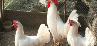 Beskrivelse og egenskaber ved Leghorn-kyllinger, tilbageholdelsesbetingelser