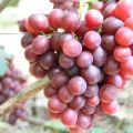 Geschiedenis, beschrijving en kenmerken van de kenmerken van de gave, teelt en verzorging van de druivensoort Irina