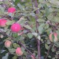 Περιγραφή και χαρακτηριστικά, πλεονεκτήματα και μειονεκτήματα της ποικιλίας μήλου Legend, τις λεπτές καλλιέργειες