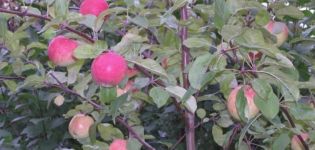Beskrivning och egenskaper, fördelar och nackdelar med äpplesorten Legend, odlingens finesser