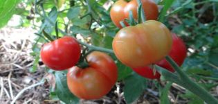 Egenskaber ved Sakhalin-tomat og variantbeskrivelse