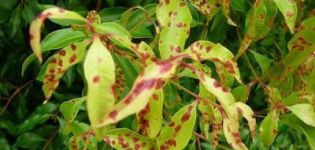 Names and symptoms of lily diseases and pest attacks, treatment and prevention
