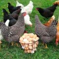 At holde og pleje æglæggende høner hjemme for begyndere