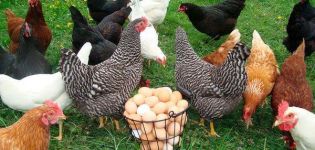 Maintenance and care of laying hens at home for beginners