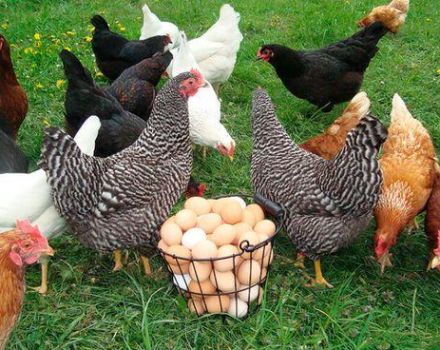การรักษาและดูแลไก่ไข่ที่บ้านสำหรับผู้เริ่มต้น