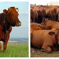 Characteristics of cattle and the country where they are bred, classification