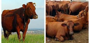 Caractéristiques des bovins et du pays où ils sont élevés, classification