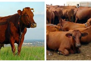 Características del ganado y país de cría, clasificación