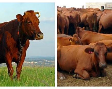 Sığırların özellikleri ve yetiştirildikleri ülke, sınıflandırma