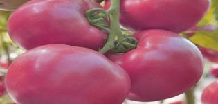Tomaattilajikkeen Pink Samson F1 kuvaus ja ominaisuudet, sen sato
