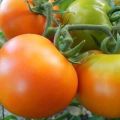 Beskrivelse af sorten tomat Gylden svigermor og dens egenskaber