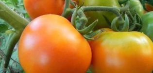 Description of the variety tomato Golden mother-in-law and its characteristics