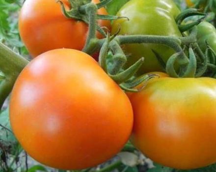 Beschrijving van de variëteit tomaat Golden moeder-in-law en zijn kenmerken