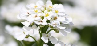 Description of Alyssum varieties, planting, cultivation and care in the open field