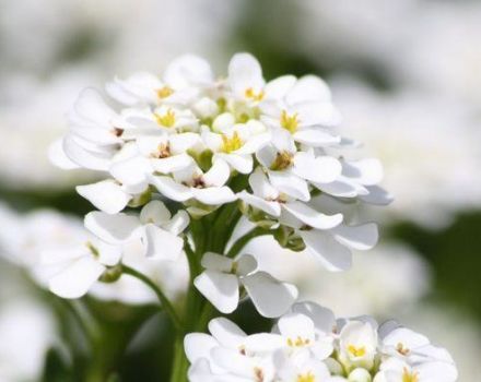 Description of Alyssum varieties, planting, cultivation and care in the open field