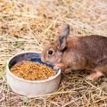 Can rabbits be given oats and how is it right