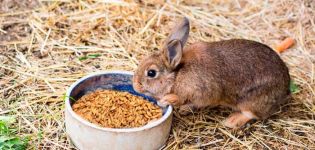 Ai conigli può essere somministrata l'avena e come è giusto