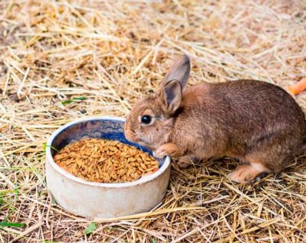 ¿Se puede dar avena a los conejos y cómo es correcto?