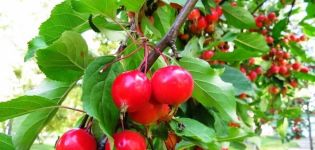 A Yagodnaya almafajta leírása, jellemzői és eredete, a termesztés és az ápolás szabályai