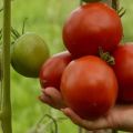 Obuolių pomidorų veislės Lipeckas aprašymas, auginimo ir priežiūros ypatumai