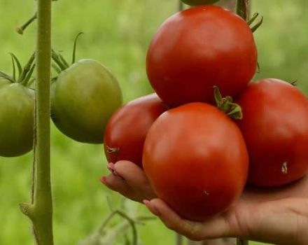 Descripción de la variedad de tomate manzana Lipetsk, características de cultivo y cuidado.