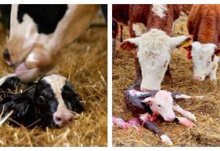 Falsche Darstellung des Fötus bei Kühen und was mit der pathologischen Geburt zu tun ist