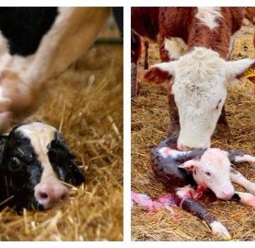 Forkert præsentation af fosteret hos køerne, og hvad man skal gøre med patologisk fødsel