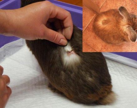 Príznaky a diagnostika lišajníkov u králikov, liečba a prevencia