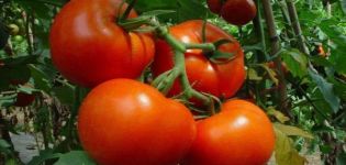 Shakira domates çeşidinin tanımı ve özellikleri
