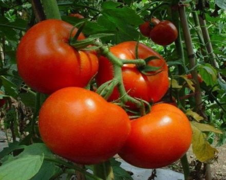 Descripción de la variedad de tomate Shakira y sus características