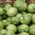 Description of the best varieties of round zucchini, features of cultivation and care