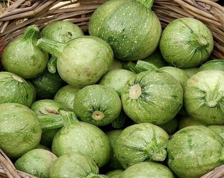 Beschreibung der besten Sorten runder Zucchini, Merkmale des Anbaus und der Pflege