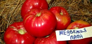 Pomidorų veislės charakteristikos ir aprašymas Meškos letena, derlius