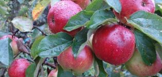 Descripció i característiques de la poma d'Antey, normes de plantació i cura