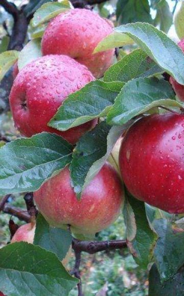 Descripció i característiques de la poma d'Antey, normes de plantació i cura