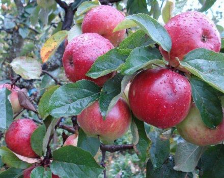 Beschrijving en kenmerken van de Antey-appelboom, plant- en verzorgingsregels