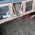 As nuances de manter coelhos em gaiolas, prós e contras para iniciantes