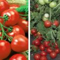Descripción de la variedad de tomate My love y sus características